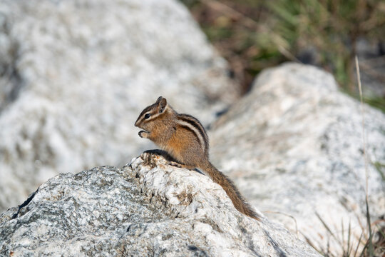 squirrel on the rocks