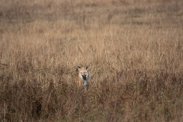 fox