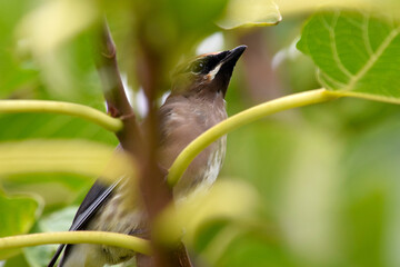 Cedar Waxwing Bird 07