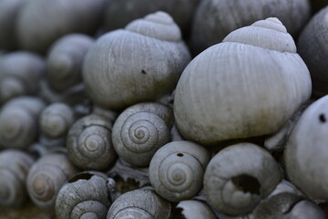 viele leere Schneckenhäuser, monochrome 