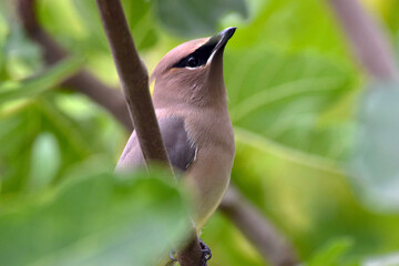 Cedar Waxwing Bird 10