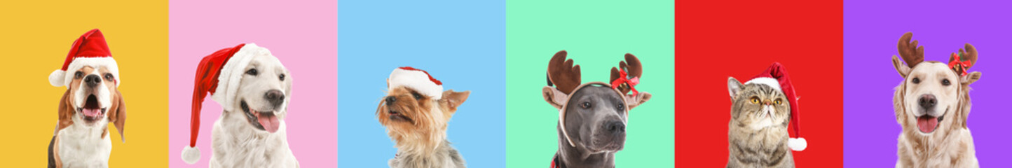 Cute funny animals with Christmas decor on color background