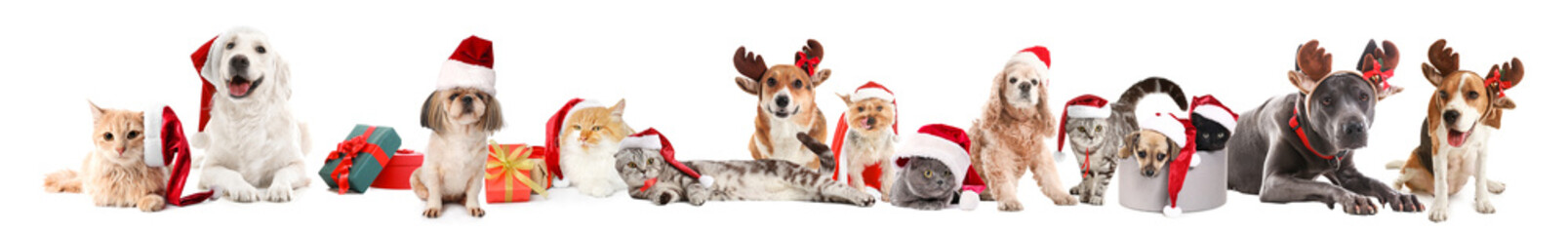 Cute funny animals with Christmas decor on white background