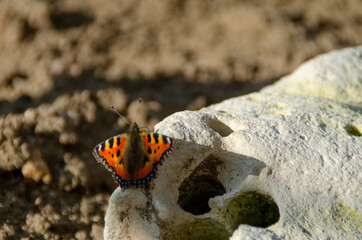Schmetterling 