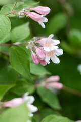 Gros plan sur les fleurs de Linnaea amabilis (Kolkwitzia amabilis)