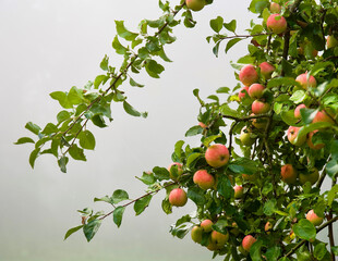 apples on a tree