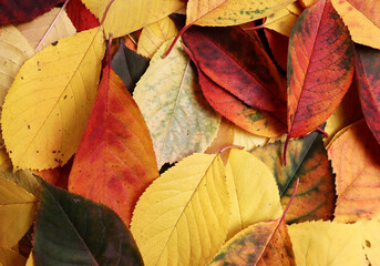 Beautiful colorful falling leaves background