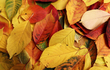 Falling leaves texture for autumn banner concept