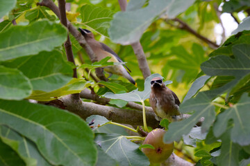 Cedar Waxwing Bird 38