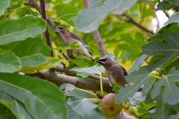 Cedar Waxwing Bird 39