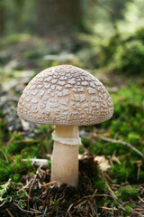 Mushroom
