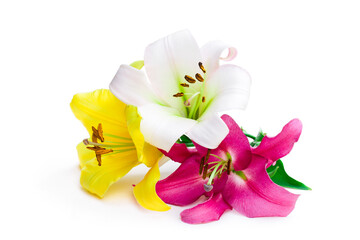 Set of lily flowers isolated on white