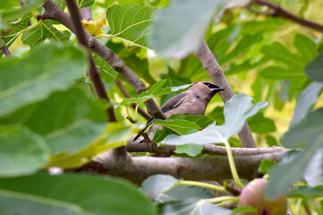 Cedar Waxwing Bird 50