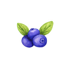Watercolor Juicy blueberries. Isolated.Illustration for a cookbook, ingredients of recipes, cards and botanical magazines