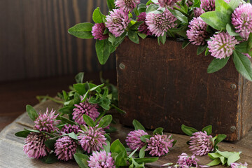 Red clover blossoms on wooden rustic background, herbal plant is used as immune, antioxidant, in cosmetics, closeup, naturopathy and natural medicine concept
