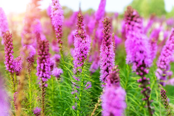 Beautiful abstract scenic landscape view of blooming purple liatris spicata or gayfeather flower...