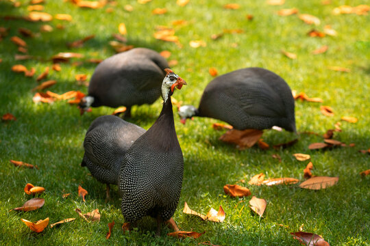 Domestic guinea fowl (Numida meleagris), pintade, pearl hen  or gleany on green grass. Place for text.