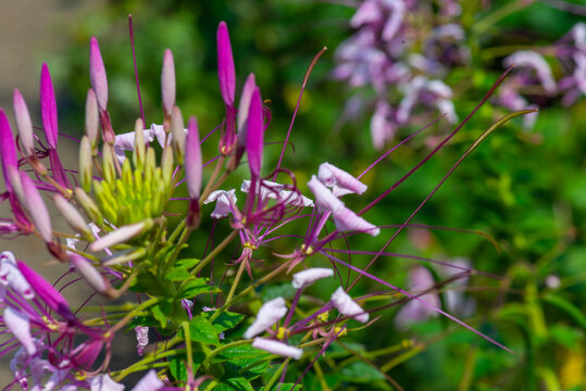 cleoma flower in a botanical garden in Batumi