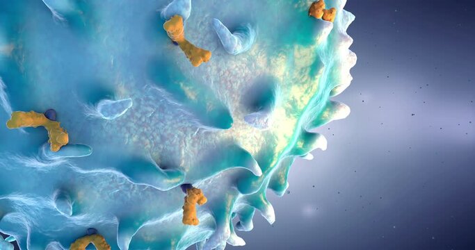Flight around lymphocyte, type of white blood cell in the immune system - 3d illustration