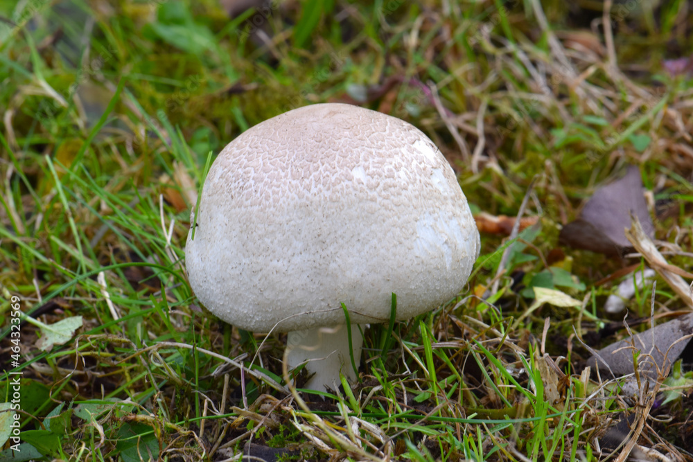 Canvas Prints button mushroom in grass 03