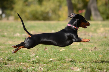Dachshund dog running and jumping