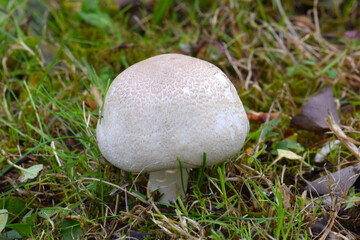 Button Mushroom in Grass 03