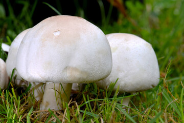 Button Mushroom Family 04