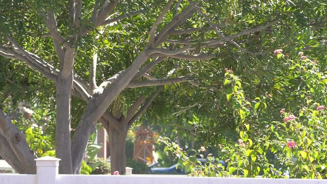Garden in California in slow motion 180fps
