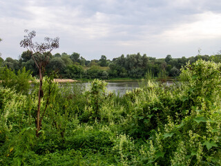 the river bank is overgrown with forest