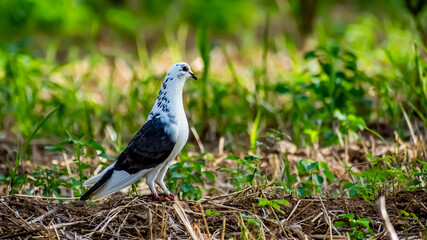 Beautiful Columbidae bird in the Indian village and amazing background.