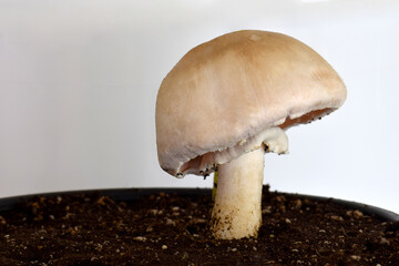 Button Mushroom Umbrella 01