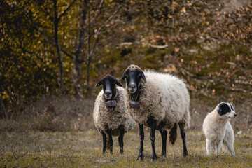 Two sheep & a Dog