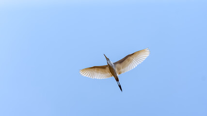 Amazing Little Egret bird flying in Sathyamangalam Village.