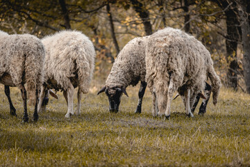 Obraz na płótnie Canvas Sheep grazing in the Autumn