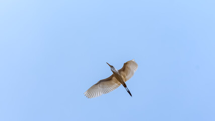 Amazing Little Egret bird flying in Sathyamangalam Village.