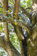 Big branches of a giant banyan tree close up view