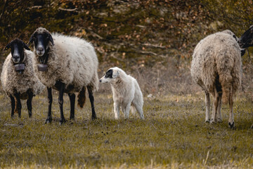 Dog guarding sheep in the mountains of Strandzha