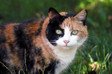 Naklejka na ściany i meble Beautiful Old Outdoor Calico Cat Stares Alertly Right at You