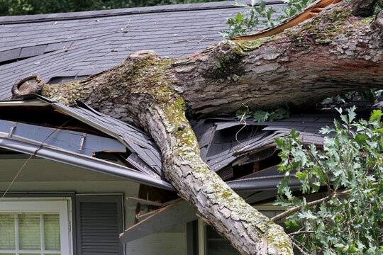 Heavy Oak Tree Demolishes a House Roof