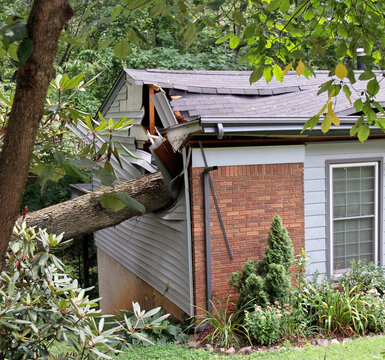 House Ripped in Two By Storm Fallen Tree