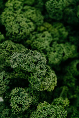 Close up of fresh green broccoli at the farm market