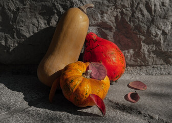 Different types of pumpkins orange, white, red on natural stone gray background with sharp shadows,...