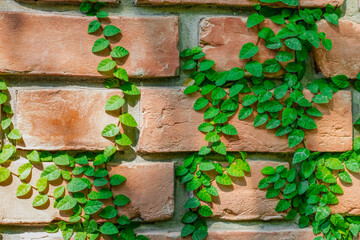 Ivy plants on the red brick wall close up shot