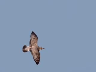 Seagull seabird flying in blue sky. Juvenile European herring gull, Larus argentatus in flight.
