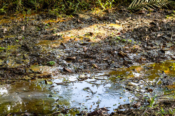 Fototapeta na wymiar Rotten leaves and dump water stuck on an unplanned drain