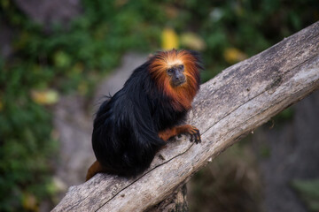 Portrait of Tamarin with golden head standing on tree branch