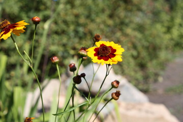 A yellow-brown flower grows in the garden. Green leaves. Green grass. The stems of the flower. The buds are blooming