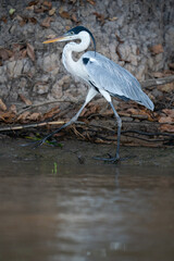 The cocoi heron (Ardea cocoi)