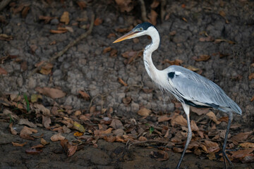 The cocoi heron (Ardea cocoi)