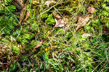 A pond fully covered with wild grasses and dry leaves close up view